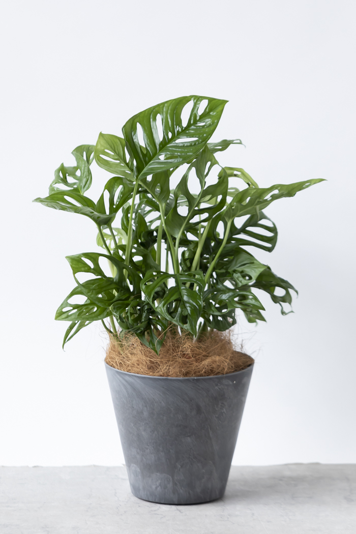 観葉植物 マドカズラ（6号鉢）の写真3枚目