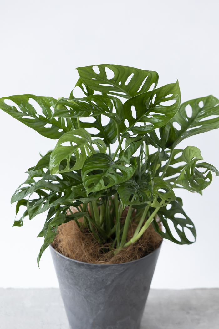 観葉植物 マドカズラ（6号鉢）の写真4枚目