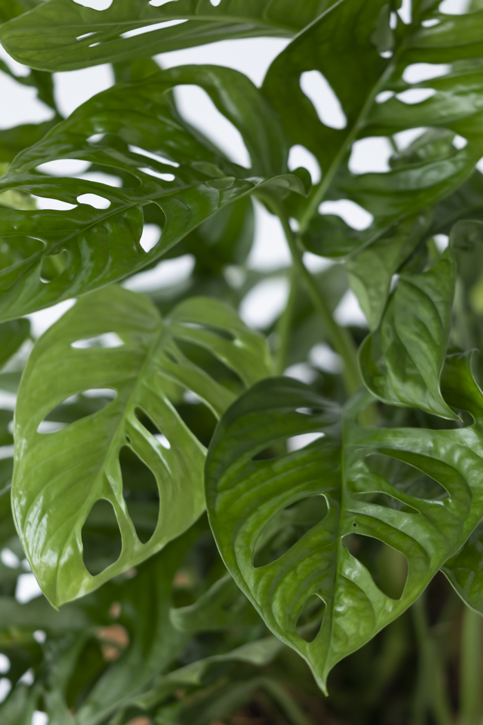 観葉植物 マドカズラ（6号鉢）の写真5枚目
