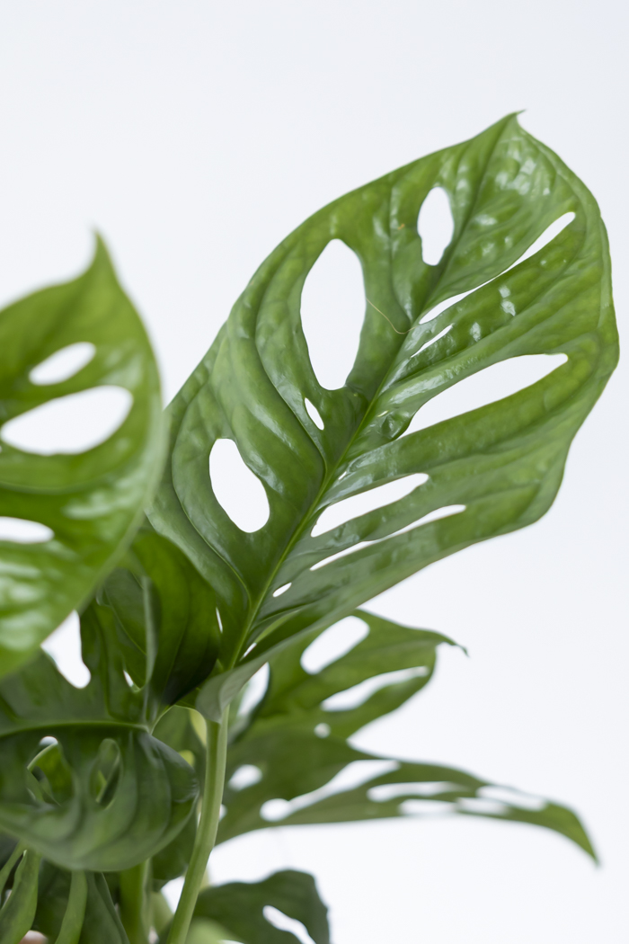 観葉植物 マドカズラ（6号鉢）の写真6枚目