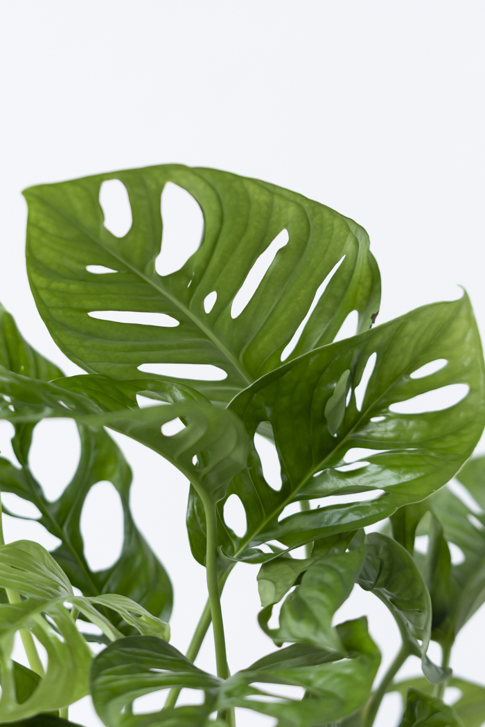 観葉植物 マドカズラ（6号鉢）の写真7枚目