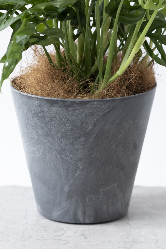 観葉植物 マドカズラ（6号鉢）の写真8枚目