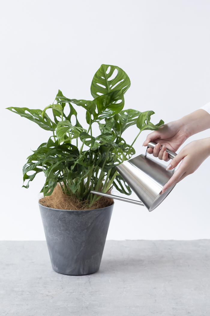 観葉植物 マドカズラ（6号鉢）の写真9枚目