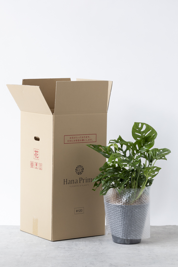 観葉植物 マドカズラ（6号鉢）｜HanaPrime（ハナプライム）