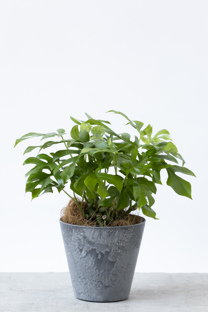 観葉植物 ヒメモンステラ（6号鉢）