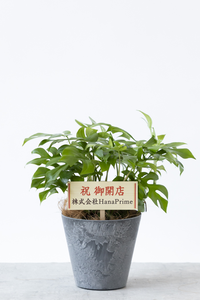 観葉植物 ヒメモンステラ(6号鉢)|HanaPrime(ハナプライム) 観葉植物 ヒメモンステラ(6号鉢)|HanaPrime(ハナプライム)