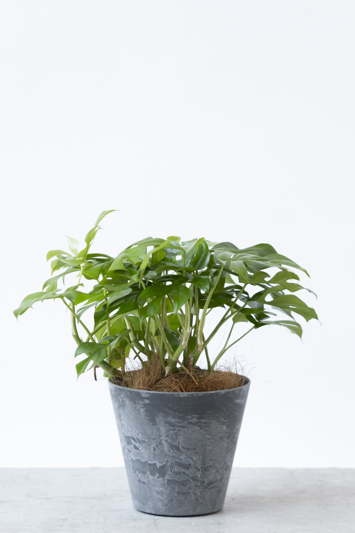 観葉植物 ヒメモンステラ（6号鉢）｜HanaPrime（ハナプライム）