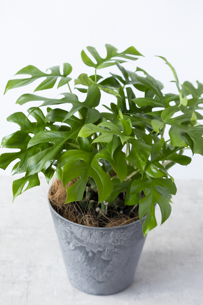 観葉植物 ヒメモンステラ（6号鉢）｜HanaPrime（ハナプライム）