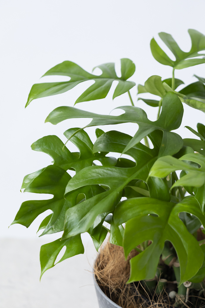 観葉植物 ヒメモンステラ（6号鉢）の写真5枚目