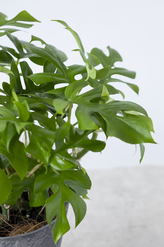 観葉植物 ヒメモンステラ（6号鉢）の写真6枚目