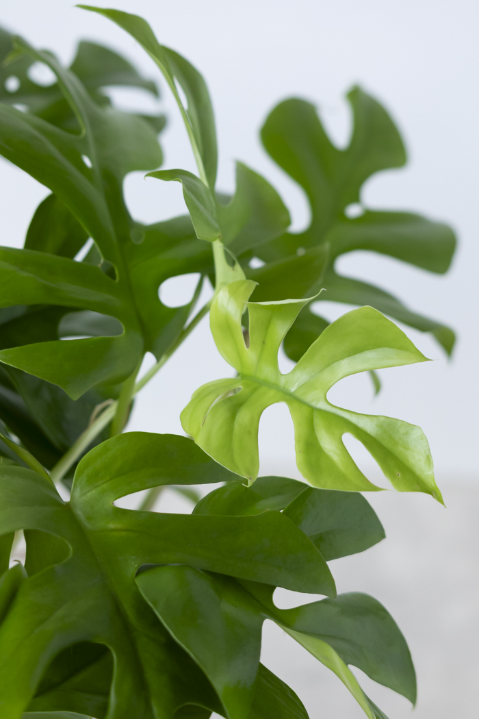 観葉植物 ヒメモンステラ(6号鉢)|HanaPrime(ハナプライム) 観葉植物 ヒメモンステラ(6号鉢)|HanaPrime(ハナプライム)