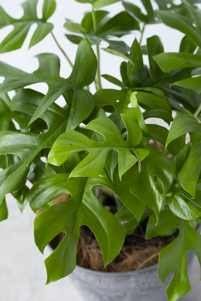 観葉植物 ヒメモンステラ（6号鉢）の写真8枚目