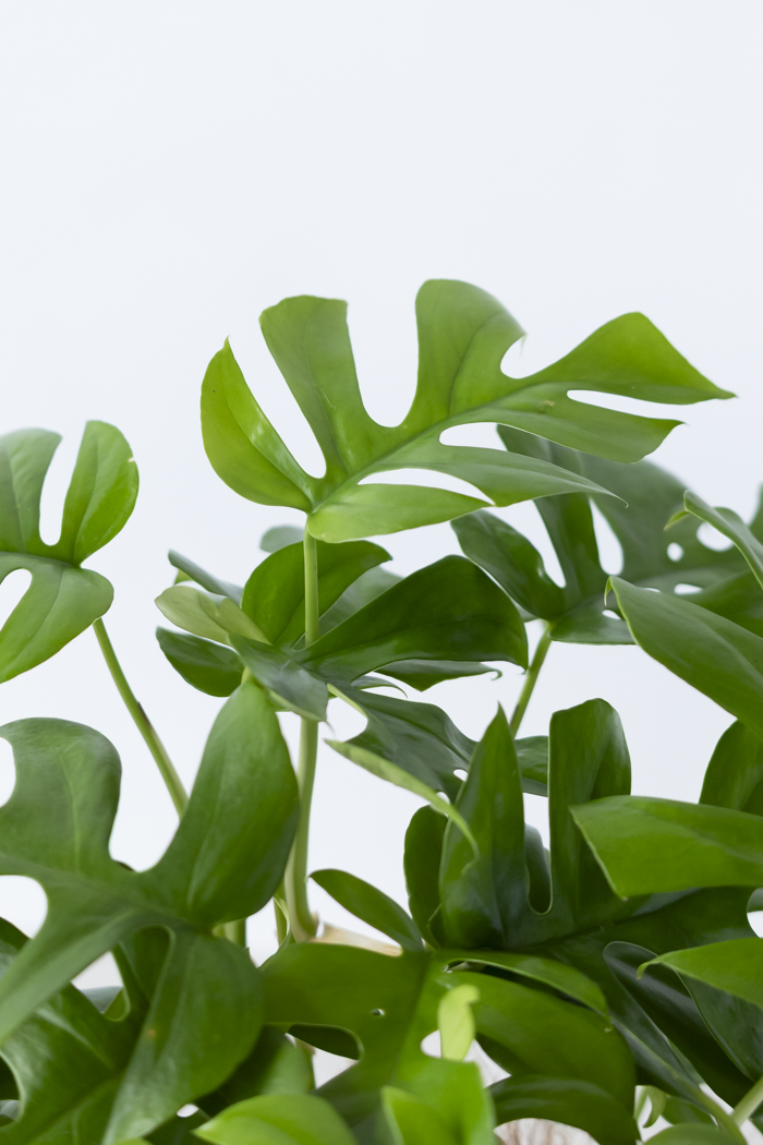 観葉植物 ヒメモンステラ（6号鉢）の写真9枚目