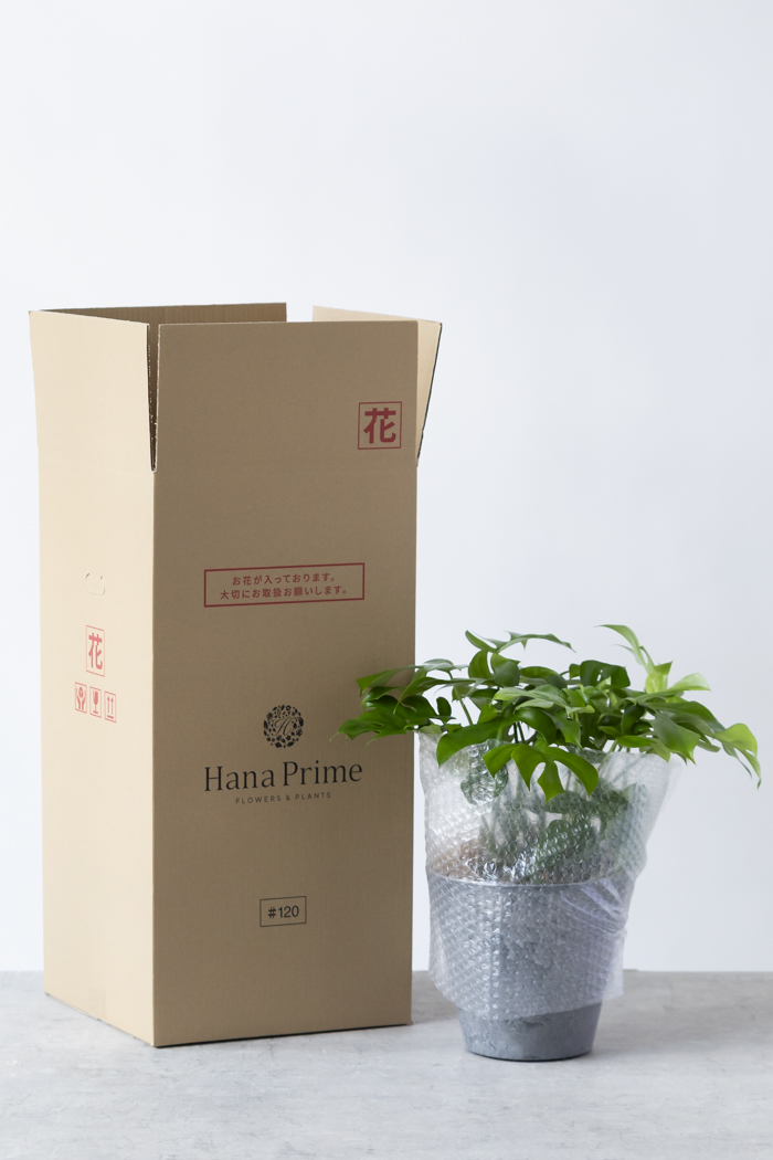 観葉植物 ヒメモンステラ（6号鉢）｜HanaPrime（ハナプライム）