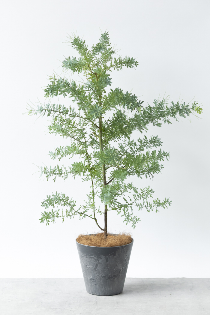 観葉植物 ミモザアカシア（8号鉢）の写真1枚目