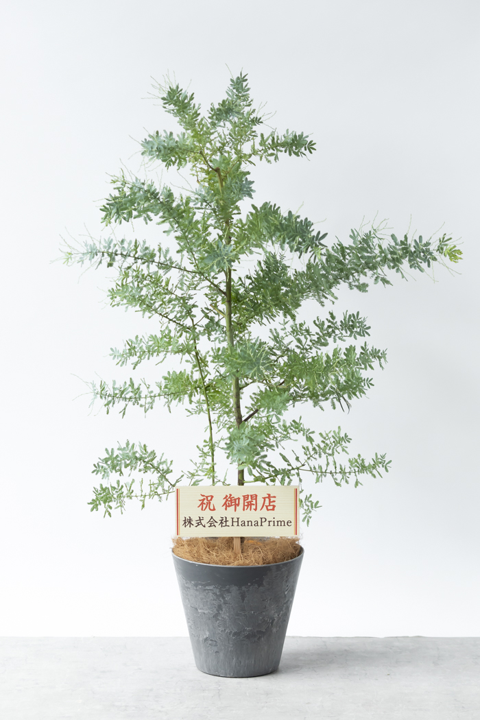 ミモザアカシア　/ 561 観葉植物 ミモザアカシア（8号鉢）｜HanaPrime（ハナプライム）