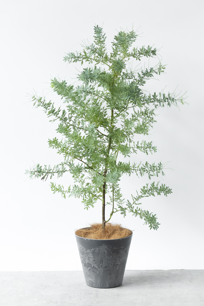 観葉植物 ミモザアカシア（8号鉢）の写真3枚目