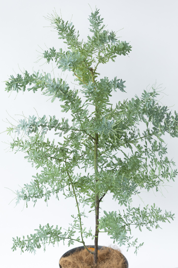 観葉植物 ミモザアカシア（8号鉢）の写真4枚目