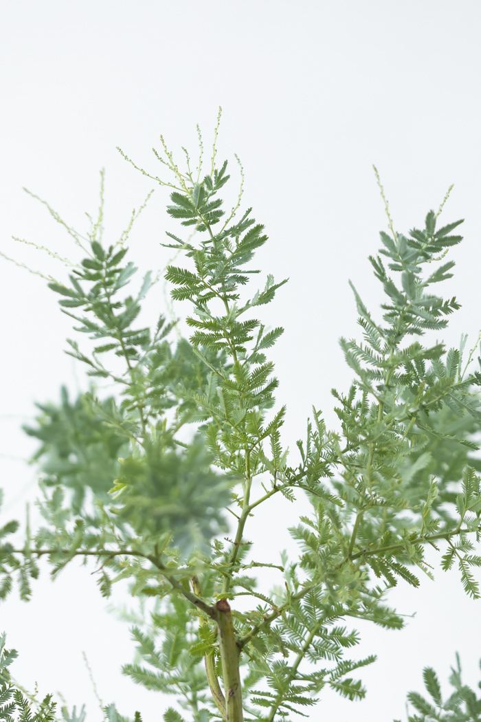 観葉植物 ミモザアカシア（8号鉢）の写真5枚目