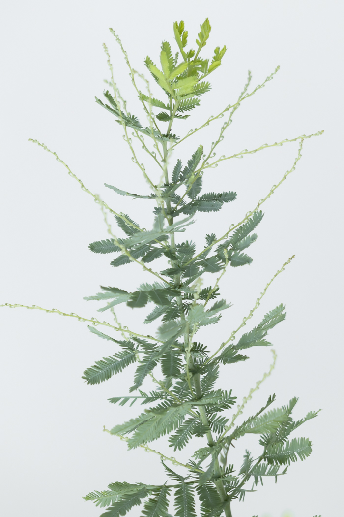 観葉植物 ミモザアカシア（8号鉢）の写真6枚目