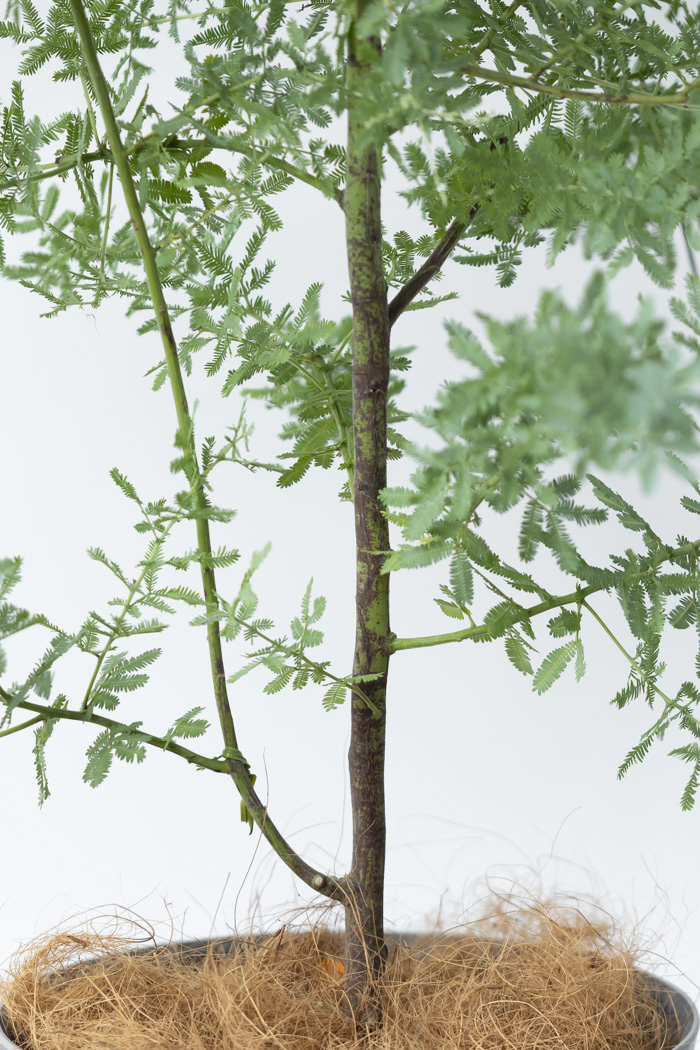観葉植物 ミモザアカシア（8号鉢）の写真7枚目