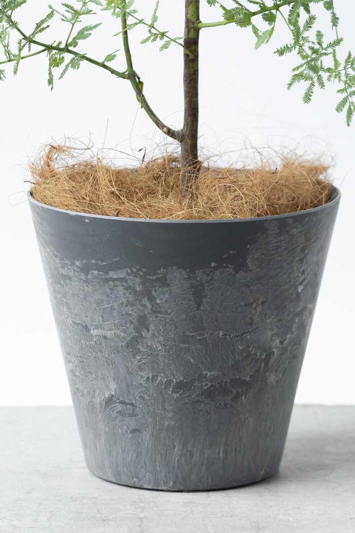 ❇︎ミモザアカシア８号プラ鉢付き❇︎ 観葉植物 ミモザアカシア（8号鉢）｜HanaPrime（ハナプライム）