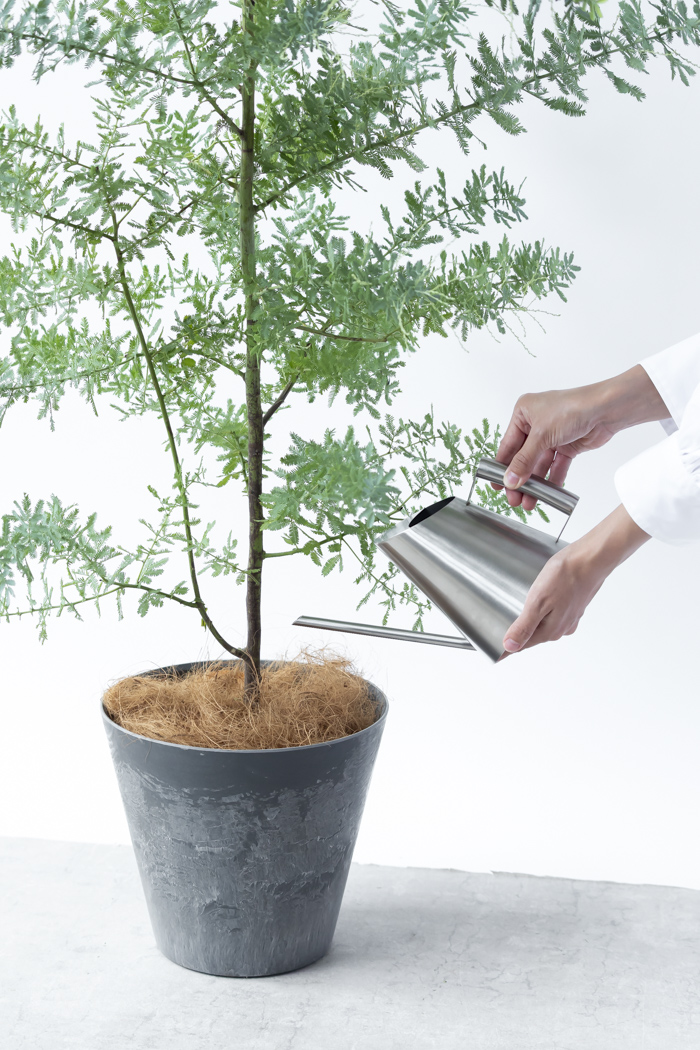 観葉植物 ミモザアカシア（8号鉢）の写真9枚目