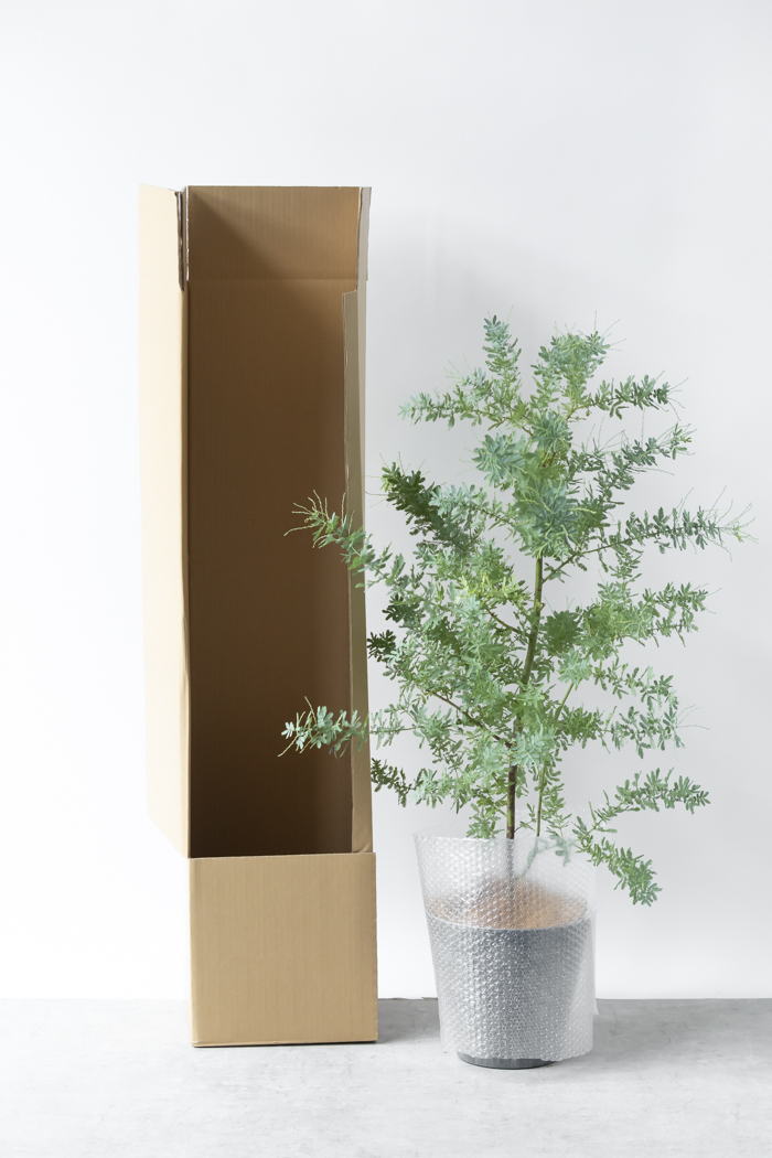 観葉植物 ミモザアカシア（8号鉢）の写真10枚目