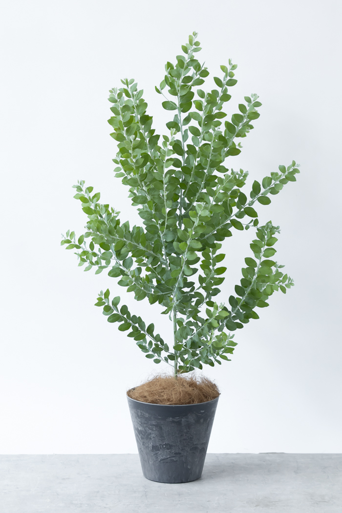 観葉植物 パールアカシア（8号鉢）の写真1枚目