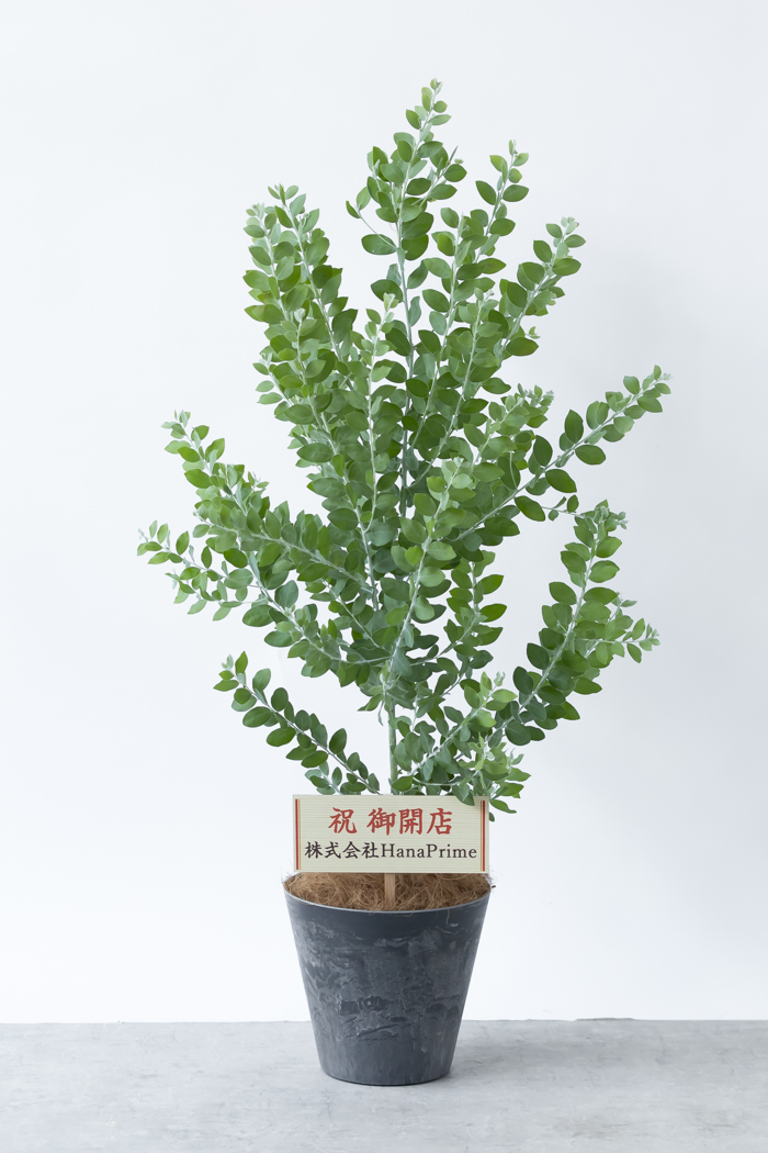 観葉植物 パールアカシア（8号鉢）の写真2枚目