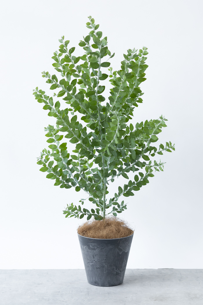 観葉植物 パールアカシア（8号鉢）の写真3枚目