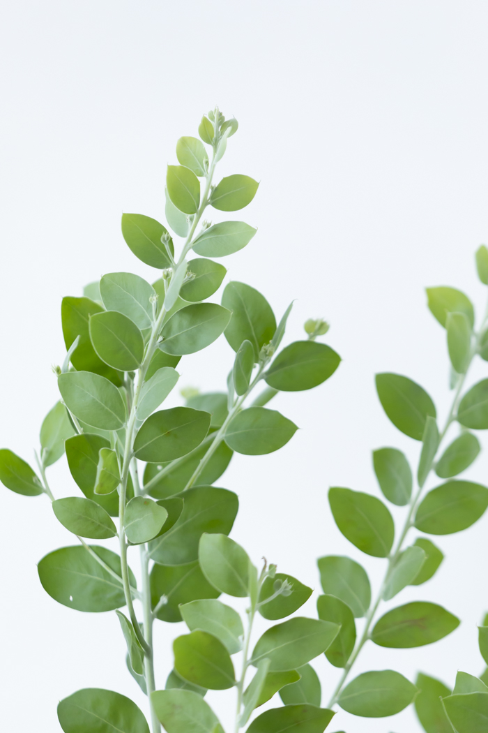 観葉植物 パールアカシア（8号鉢）の写真4枚目