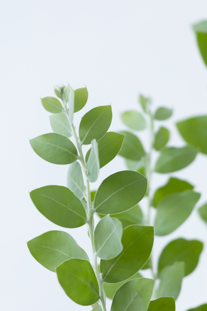 観葉植物 パールアカシア（8号鉢）の写真5枚目