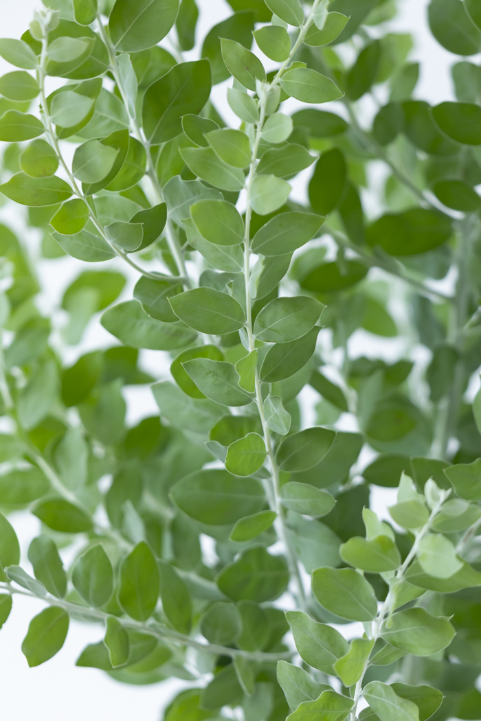 観葉植物 パールアカシア（8号鉢）の写真6枚目