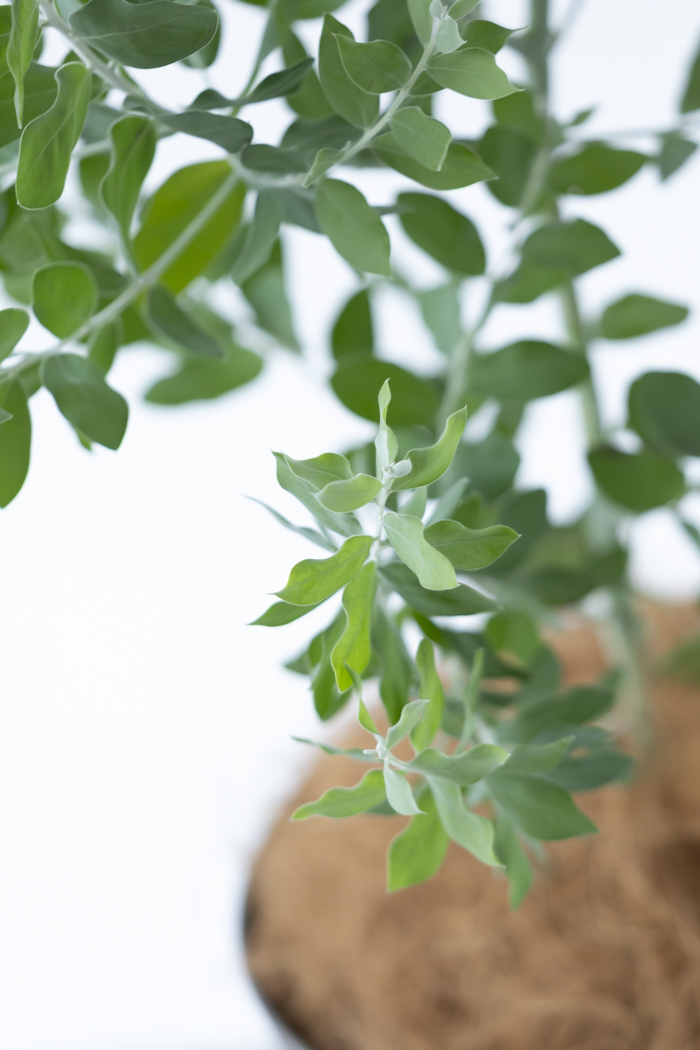 観葉植物 パールアカシア（8号鉢）の写真7枚目