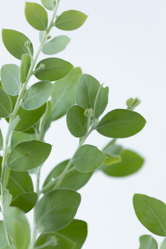 観葉植物 パールアカシア（8号鉢）の写真8枚目