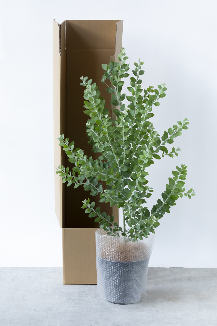 観葉植物 パールアカシア（8号鉢）の写真9枚目