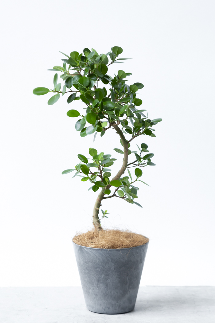 観葉植物 パンダガジュマル曲がり（6号鉢）の写真1枚目