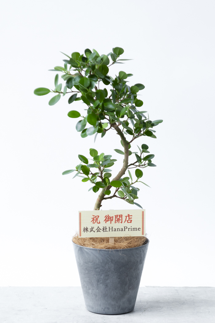 観葉植物 パンダガジュマル曲がり（6号鉢）の写真2枚目