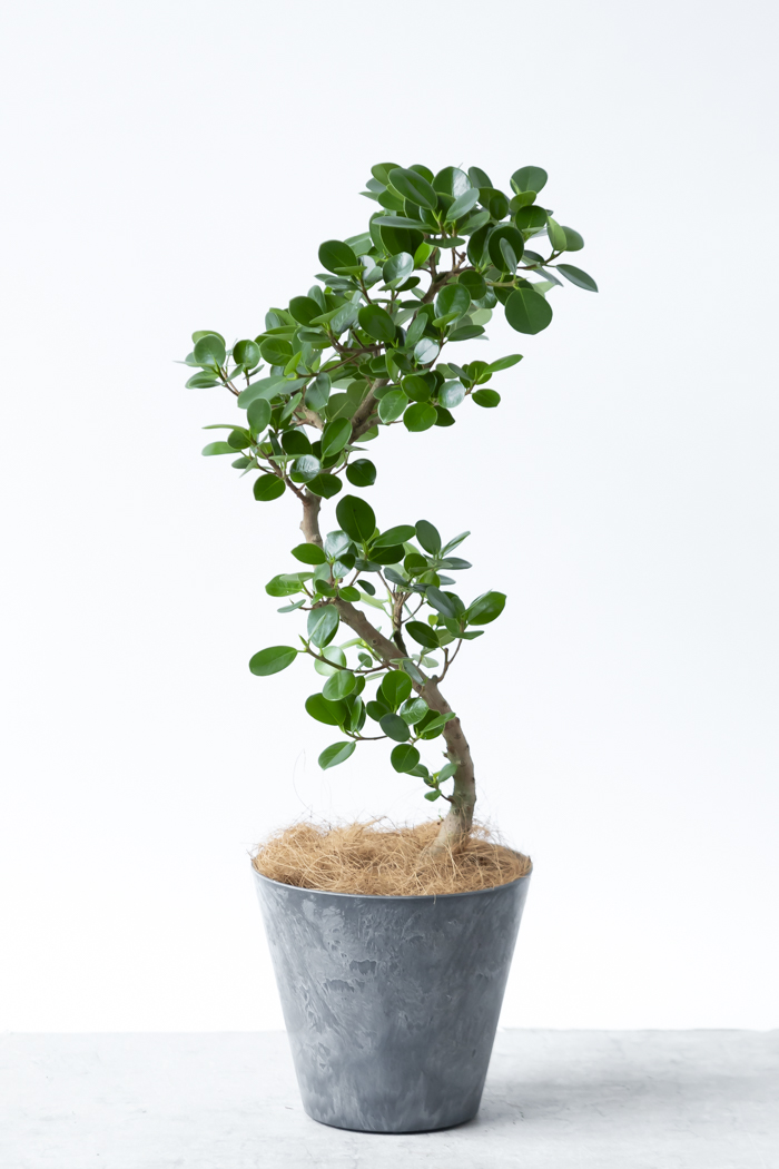 観葉植物 パンダガジュマル曲がり（6号鉢）の写真3枚目