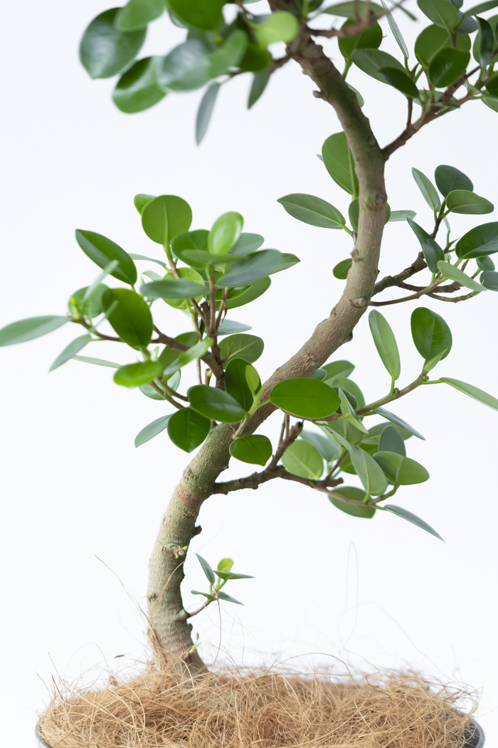 観葉植物 パンダガジュマル曲がり（6号鉢）の写真5枚目