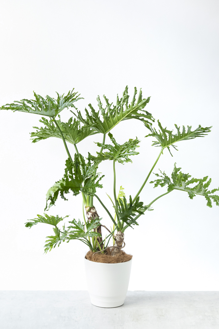 観葉植物 フィロデンドロン セローム 幹立ち 一点もの（A）（10号鉢）の写真1枚目