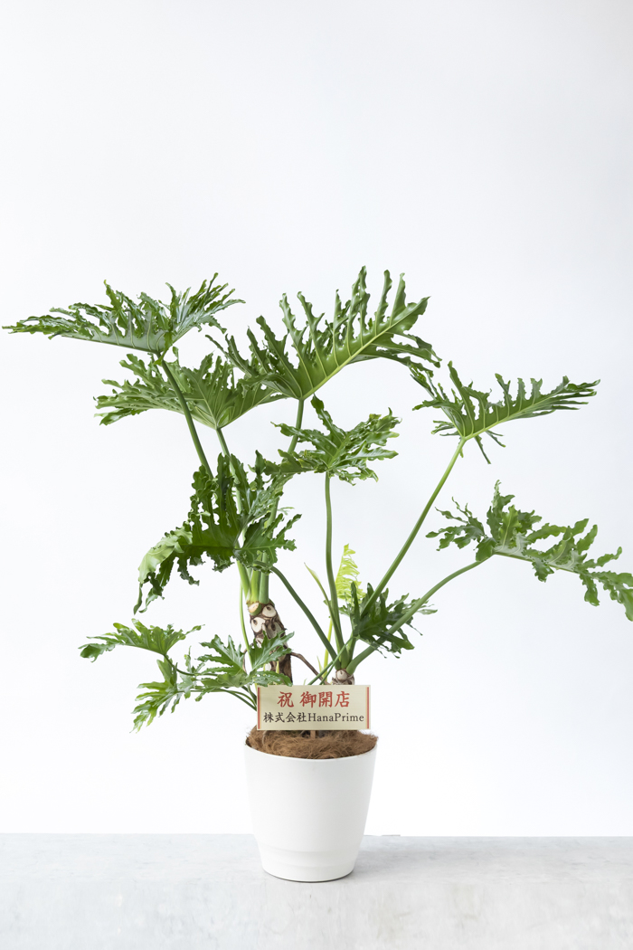 観葉植物 フィロデンドロン セローム 幹立ち 一点もの（A）（10号鉢）の写真2枚目