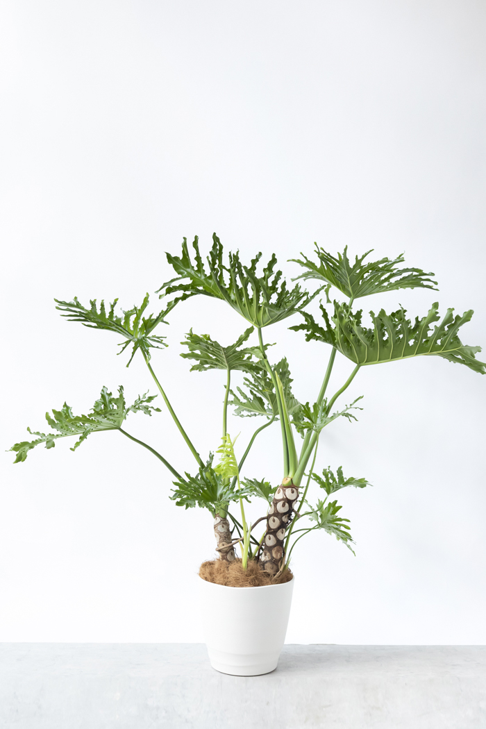 観葉植物 フィロデンドロン セローム 幹立ち 一点もの（A）（10号鉢）の写真3枚目
