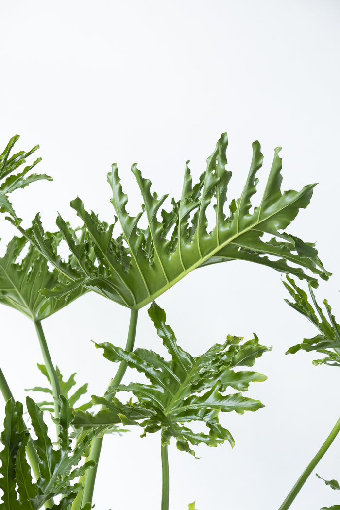 観葉植物 フィロデンドロン セローム 幹立ち 一点もの（A）（10号鉢）の写真4枚目