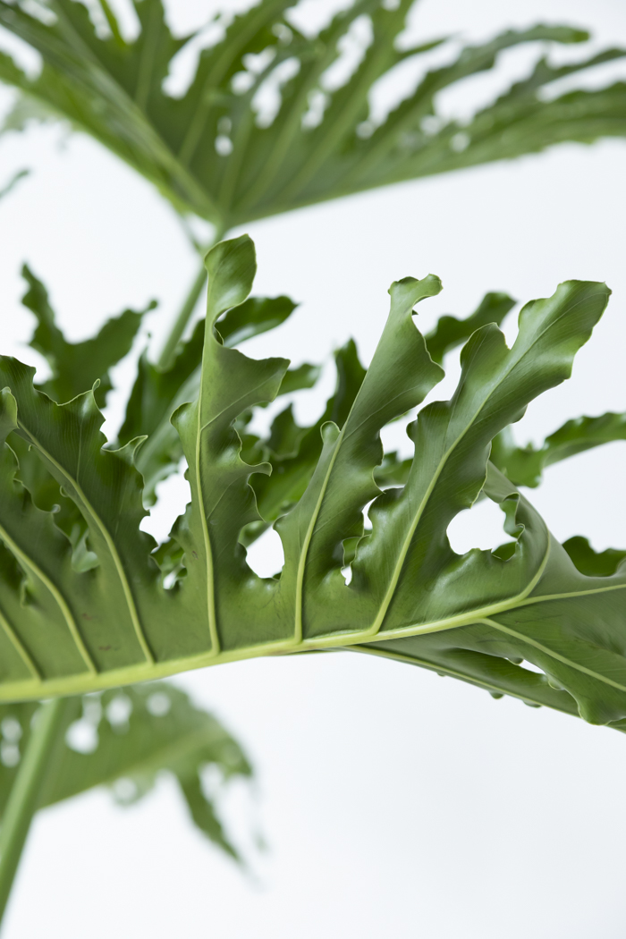 観葉植物 フィロデンドロン セローム 幹立ち 一点もの（A）（10号鉢）の写真5枚目