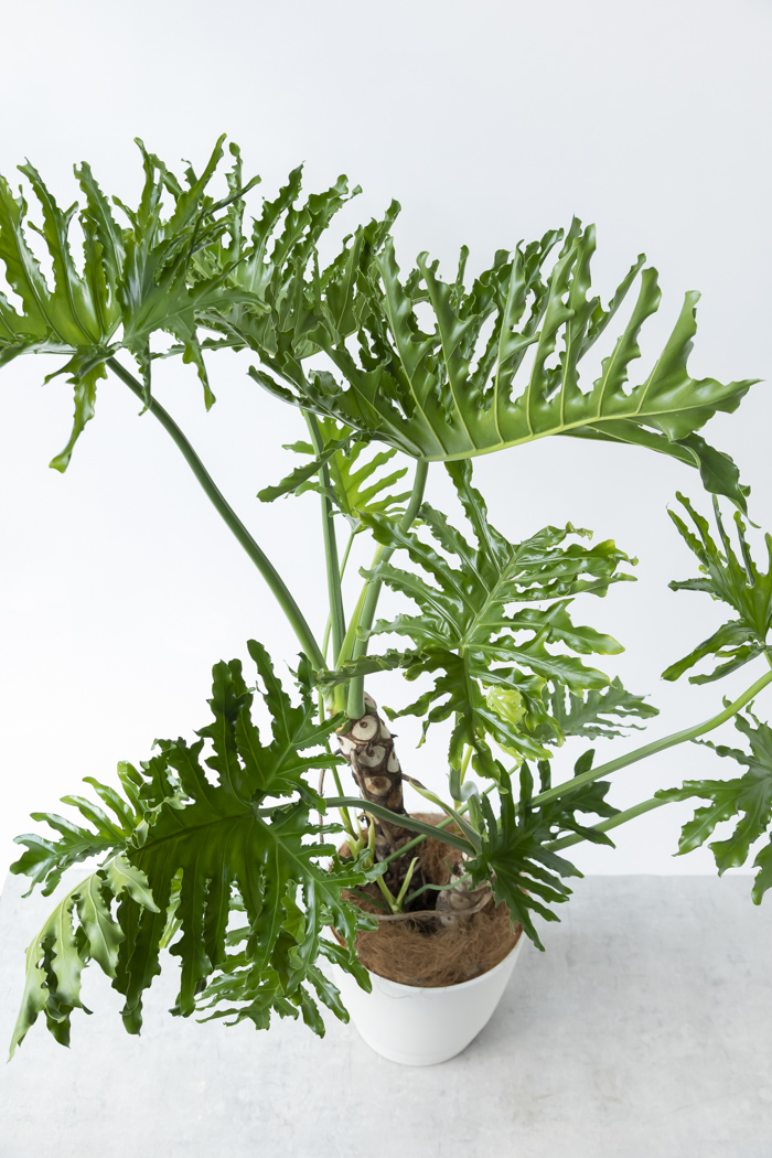 観葉植物 フィロデンドロン セローム 幹立ち 一点もの（A）（10号鉢）の写真6枚目