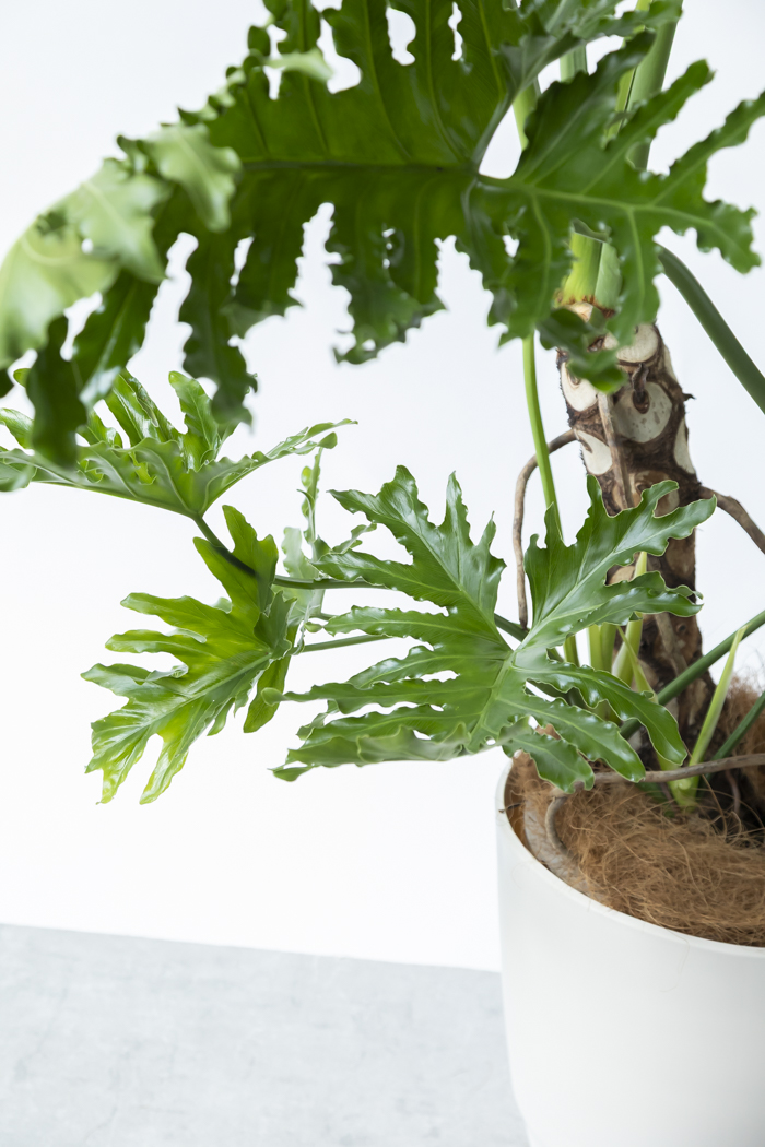 観葉植物 フィロデンドロン セローム 幹立ち 一点もの（A）（10号鉢）の写真7枚目