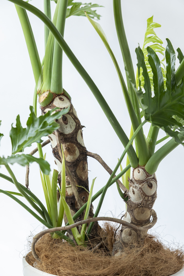 観葉植物 フィロデンドロン セローム 幹立ち 一点もの（A）（10号鉢）の写真9枚目