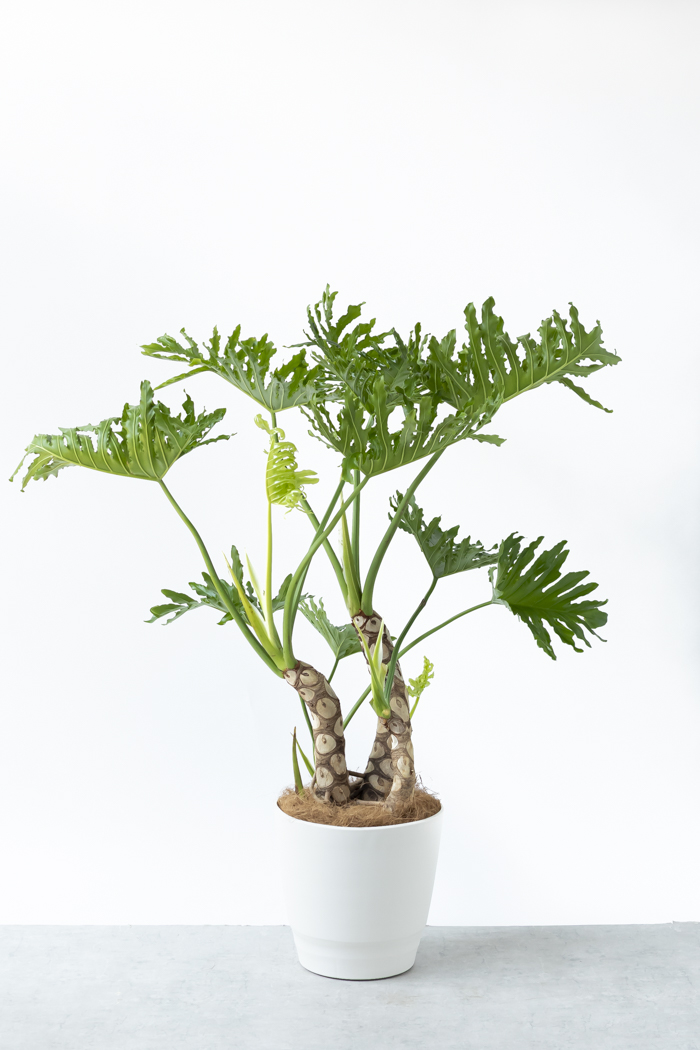 観葉植物 フィロデンドロン セローム 幹立ち 一点もの（B）（10号鉢）の写真1枚目